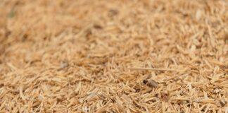 Extension of Food Grains Distribution Schemes for Five More Months till November 2020 Food Grains Distribution Schemes