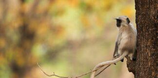 The Mystical Triangle- Maheshwar, Mandu & Omkareshwar The Mystical Triangle- Maheshwar, Mandu & Omkareshwar