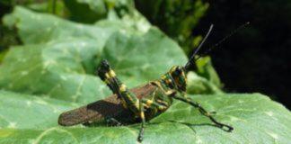 Locust Control Operations Carried Out at 31 Places Locust Control Operations