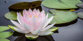 What Bihar Needs is the Renaissance of ‘Vihari Identity’ What Bihar Needs is the Renaissance of ‘Vihari Identity’