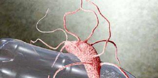 Plastic Eating Bacteria Discovered in India: Hope for Fighting Plastic Pollution Plastic Eating Bacteria Discovered in India: Hope for Fighting Plastic Pollution