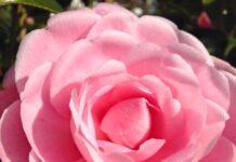 “Merry Christmas! Wishing our Readers all the happiness in the world.” Merry christmas