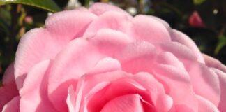 “Merry Christmas! Wishing our Readers all the happiness in the world.” Merry christmas