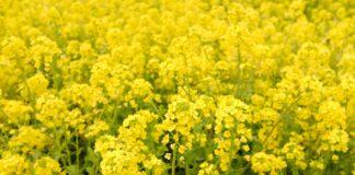 Transgenic crops: India Approves Environmental Release of Genetically Modified (GM) mustard DMH 11  Transgenic crops: India approves environmental release of Genetically Modified (GM) mustard DMH 11
