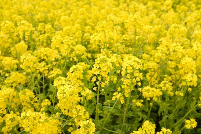 Cultius transgènics: l'Índia aprova l'alliberament ambiental de mostassa modificada genèticament (GM) DMH 11