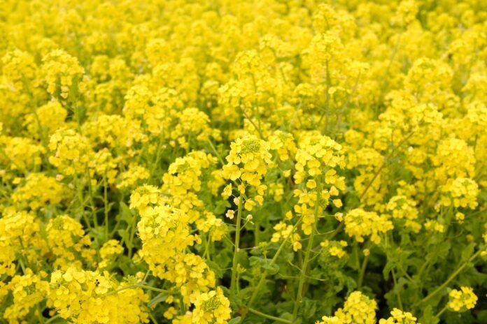 Mga transgenic na pananim: Inaprubahan ng India ang pagpapalabas sa kapaligiran ng Genetically Modified (GM) mustard DMH 11