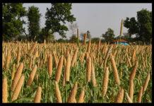 Why Lahari Bai’s enthusiasm towards millets is laudable  Why Lahari Bai’s enthusiasm towards millets is laudable