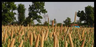 Why Lahari Bai’s enthusiasm towards millets is laudable Why Lahari Bai’s enthusiasm towards millets is laudable