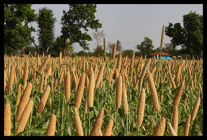 ஏன் லஹரி பாயின் தினை மீதான ஆர்வம் பாராட்டுக்குரியது