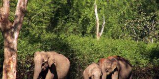 Staffs at Bandipur Tiger Reserve save an electrocuted elephant Staffs at Bandipur Tiger Reserve save an electrocuted elephant