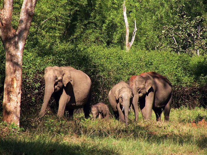 El personal de la Reserva de tigres de Bandipur salva un elefant electrocutat