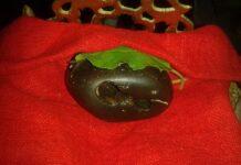 Shaligram Stones from Nepal reaches Gorakhpur in India   Shaligram Stones from Nepal reaches Gorakhpur in India