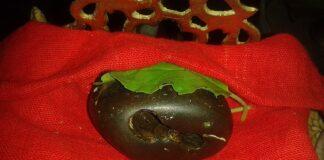 Shaligram Stones from Nepal reaches Gorakhpur in India Shaligram Stones from Nepal reaches Gorakhpur in India