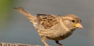 House Sparrow: Laudable efforts of Parliamentarian towards conservation  House Sparrow: Laudable efforts of Parliamentarian towards conservation