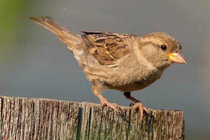 House Sparrow: 보전을 위한 국회의원의 칭찬할 만한 노력