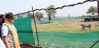 Twelve cheetahs from South Africa released at Kuno National Park Twelve cheetahs from South Africa released at Kuno National Park