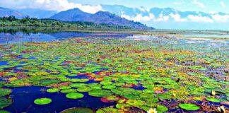 World Wetlands Day (WWD) World Wetlands Day (WWD)