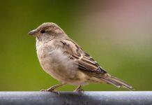 World Sparrow Day celebrated today   World Sparrow Day celebrated today