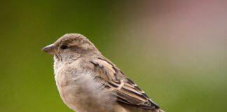 World Sparrow Day celebrated today   World Sparrow Day celebrated today