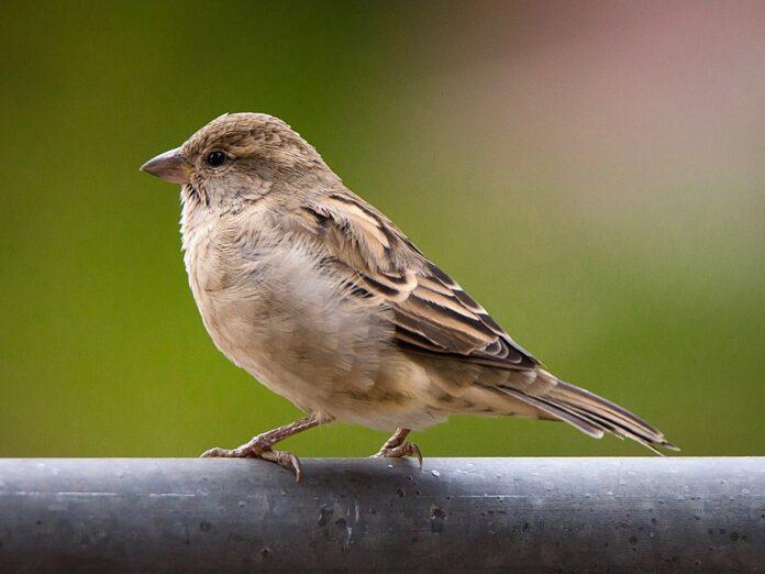 World Sparrow Day celebrated today