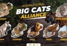 International Big Cat Alliance (IBCA) launched for conservation of seven big cats International Big Cat Alliance (IBCA) launched for conservation of seven big cats