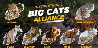 International Big Cat Alliance (IBCA) launched for conservation of seven big cats International Big Cat Alliance (IBCA) launched for conservation of seven big cats