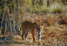 50 years of Project Tiger: Number of tigers in India rises to 3167   50 years of Project Tiger: Number of tigers in India rises to 3167