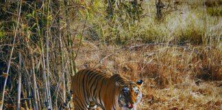 50 years of Project Tiger: Number of tigers in India rises to 3167   50 years of Project Tiger: Number of tigers in India rises to 3167