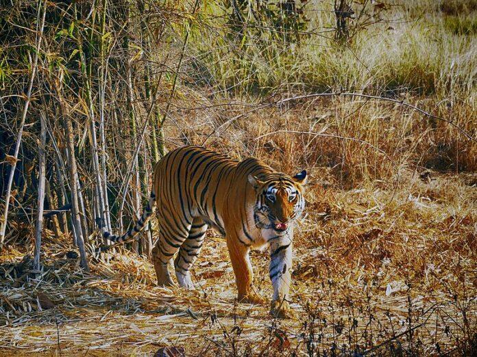 50 anys de Projecte Tiger: el nombre de tigres a l'Índia augmenta a 3167